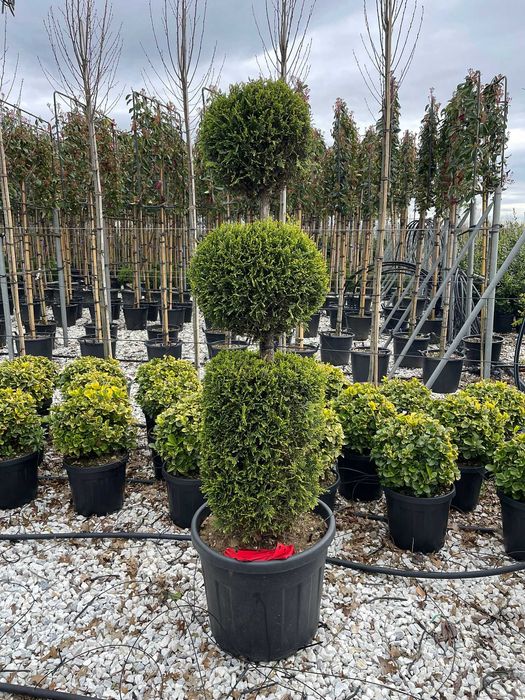 Buxus Glob pe tija, palmier Trachycarpus Etajera Buxus glob