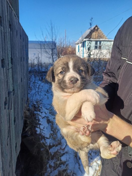 Щенок №1. Прикольный