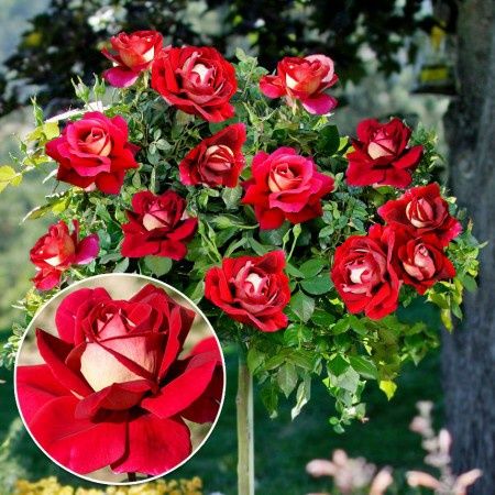 Pomi Ornamentali  trandafiri  de tip pomisor