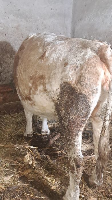 Vind  două vacii gestante în 5 luni si8 luni