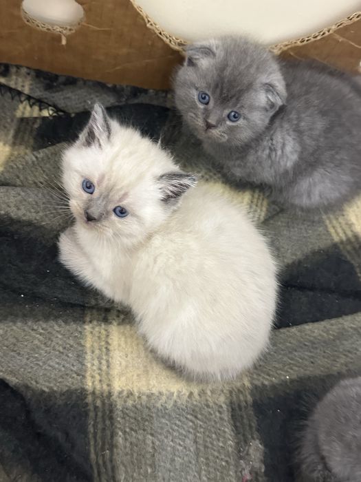 Mushuk bolalari zotdor(35 kunlik)