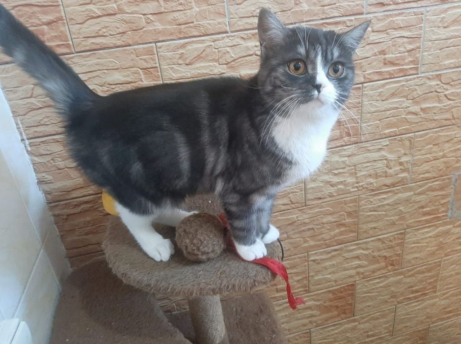 Шикарная британская кошка!