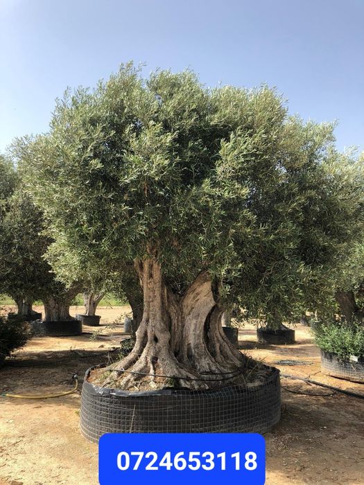 Maslin secular ( batran, gros ) Olea europaea,plante exotice, palmieri
