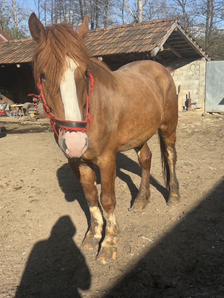 Vand armasar semi greu