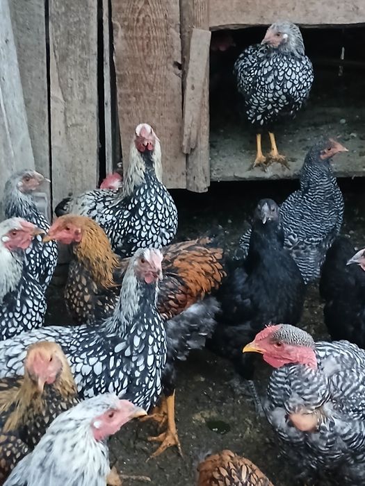 Găini de rasa de vanzare