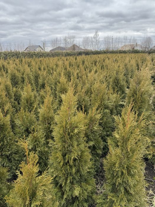 Tuia smarald 120-140 cm