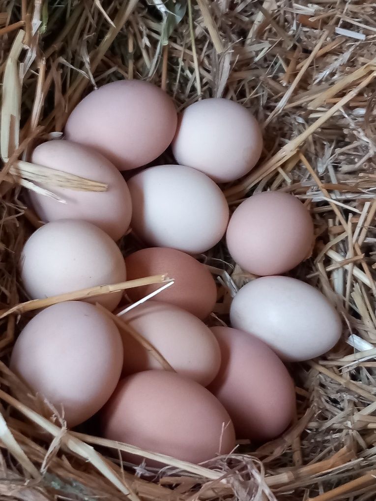 Ouă pentru incubator alese și verificate