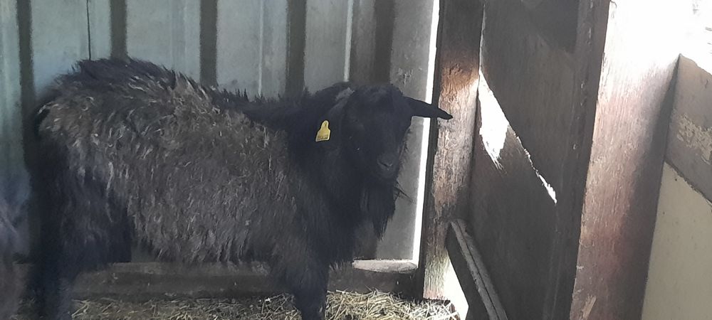 Ешкілер  сатылады