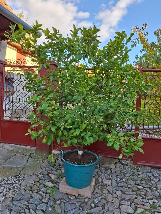 Lamai de 30 ani.plin cu lamai