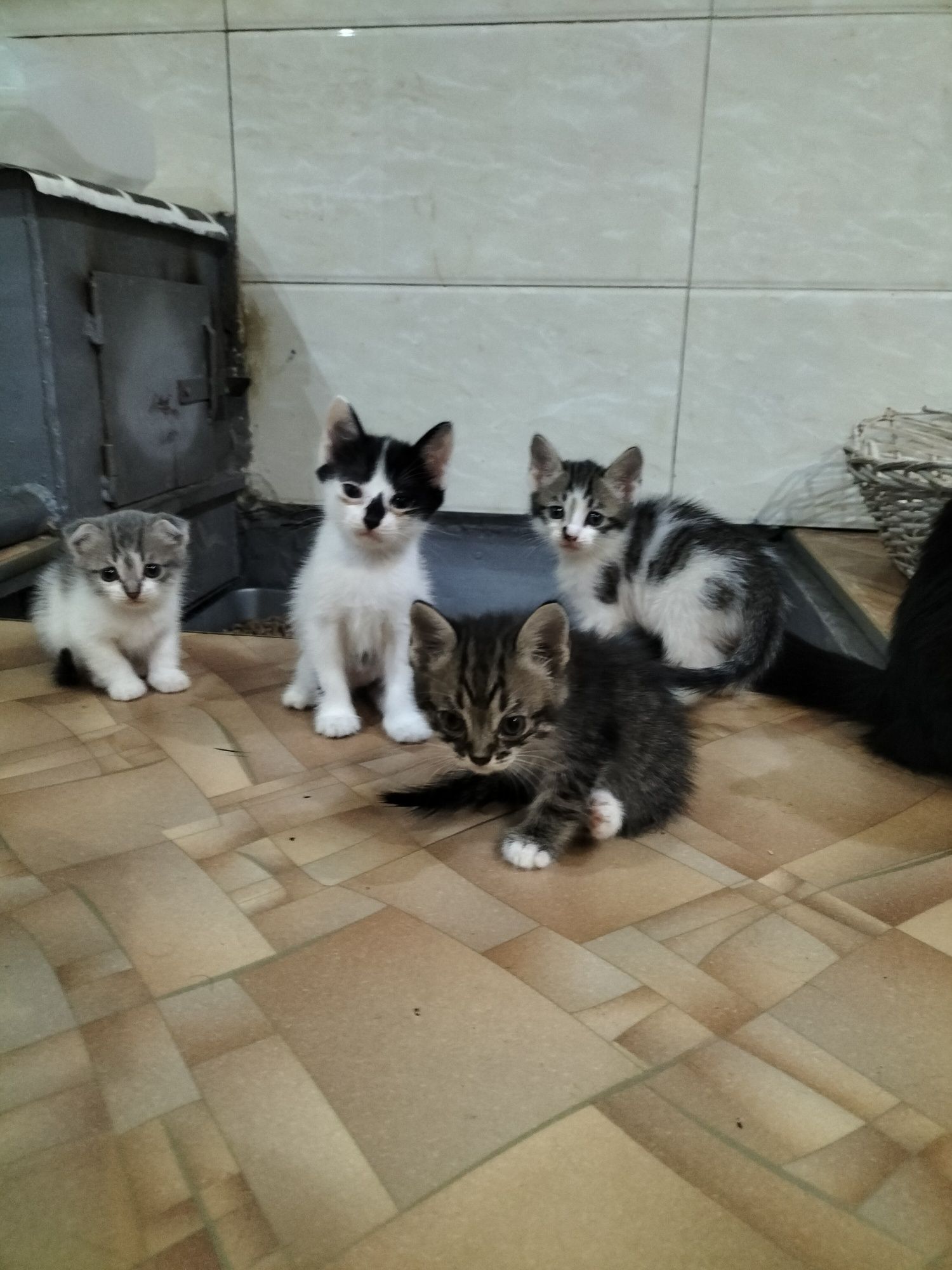 Котята бесплатно