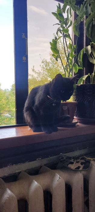 Отдам 2 котят в добрые руки