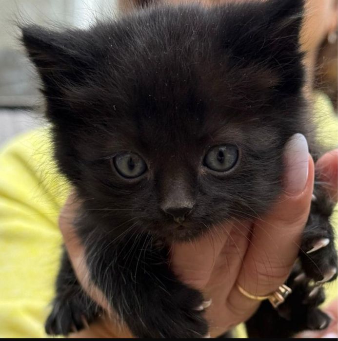 Отдам в добрые руки