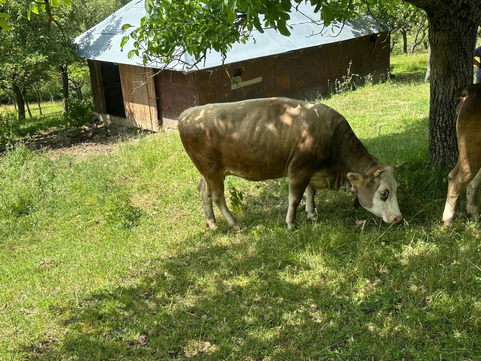 Vând 2 juninci gestante