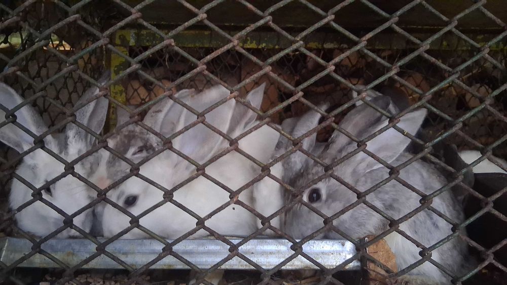 Iepurasi de  vanzare