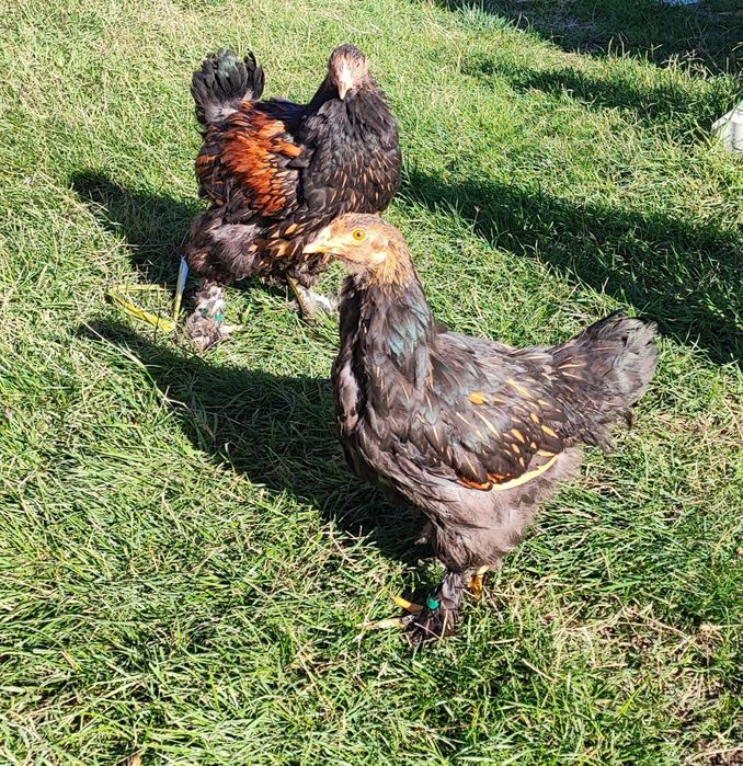 Pereche brahma gold laced- cocos + puica