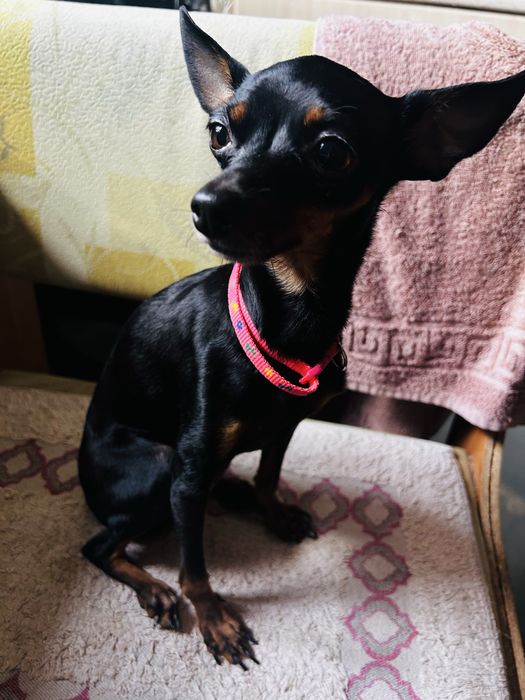 Отдам в добрые руки тойчика