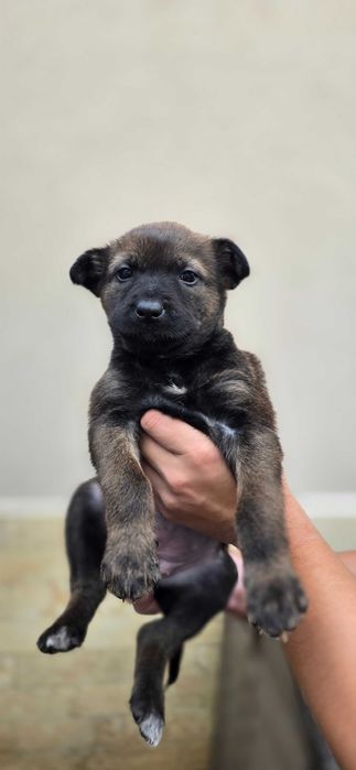 Metis Malinois femele