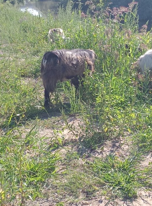 Țap  de prăsilă.