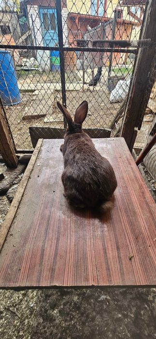 Diaponibili 2 masculi fluture german