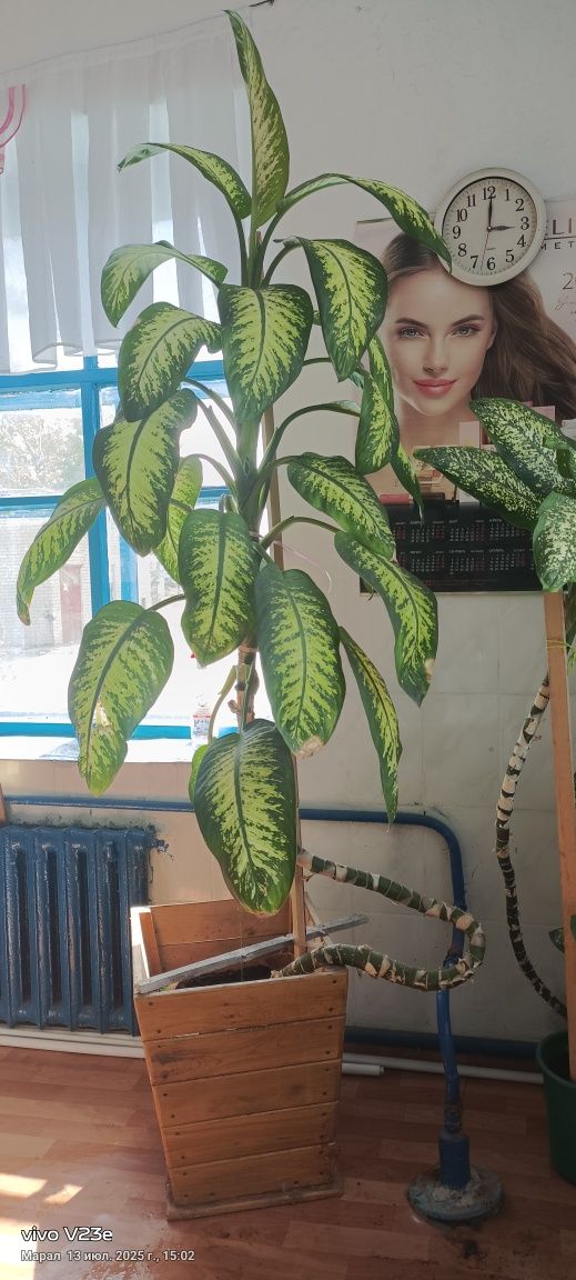 Продам диффенбахию