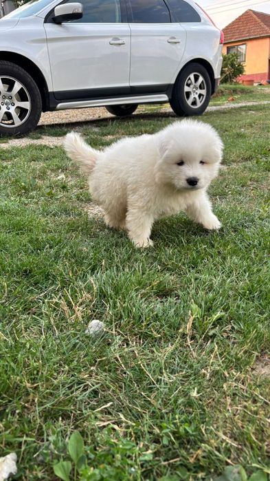 Samoyed fetita pufoasa