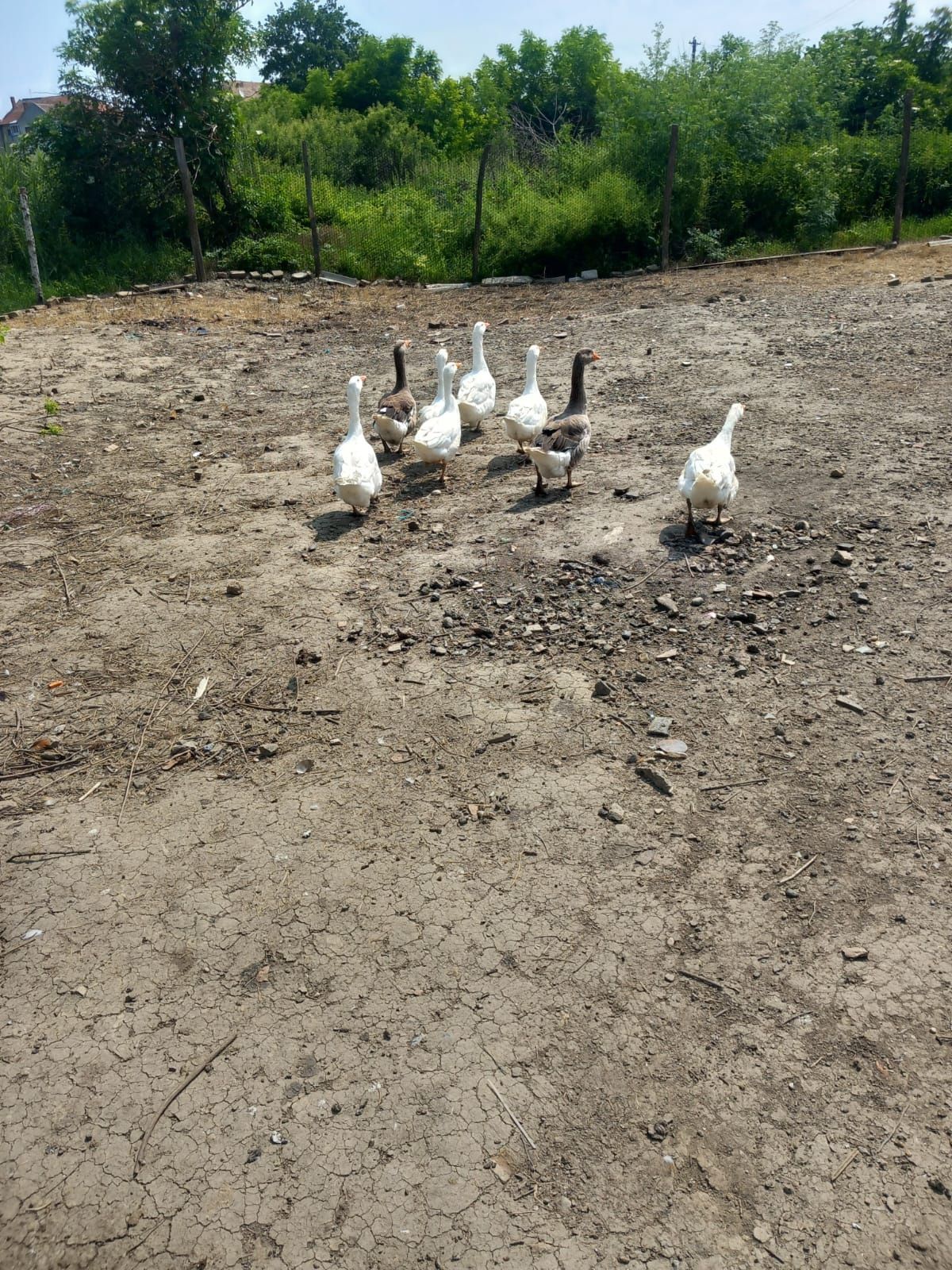 Vând 3 gâște și un gâscan