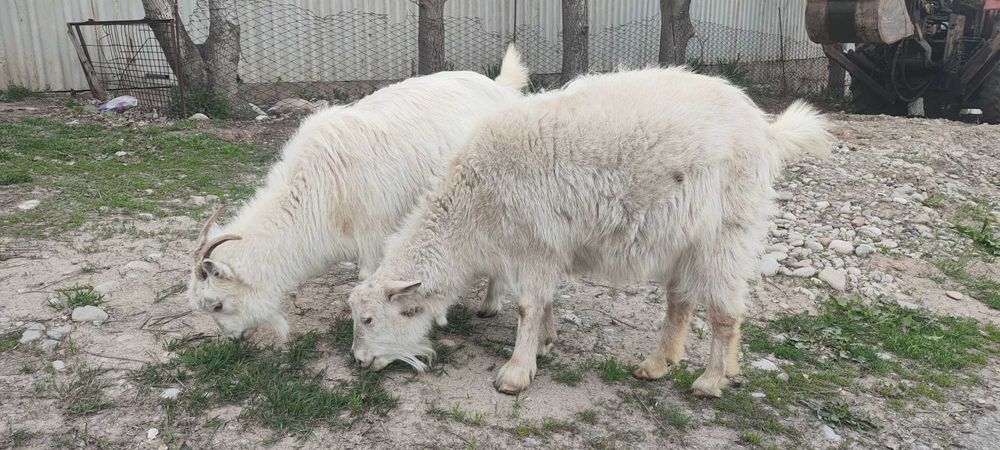 Продам коз зааненской породы
