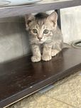 Продается милаш скотиш страйт