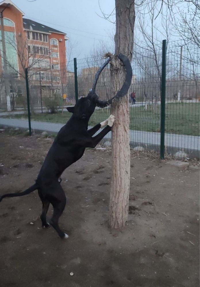 Продам беременную овчарку