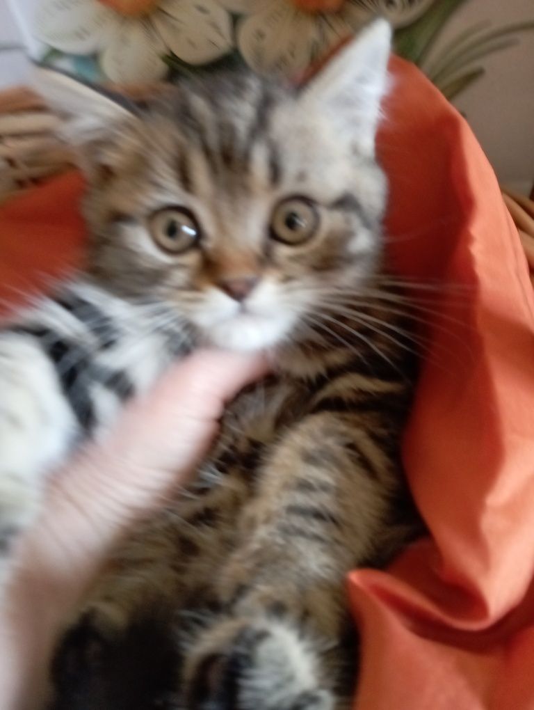 Котята породистые  2 мес.