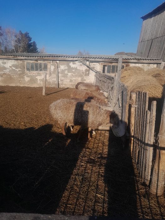 Продам овец, баранов