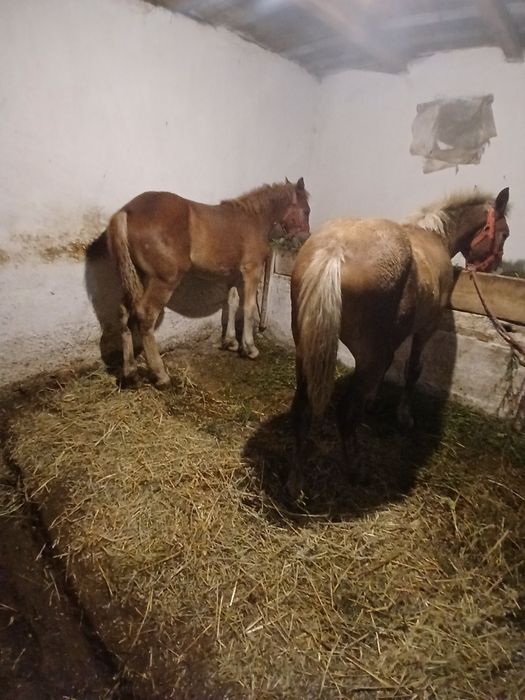Vând 2 mânze de 5 luni