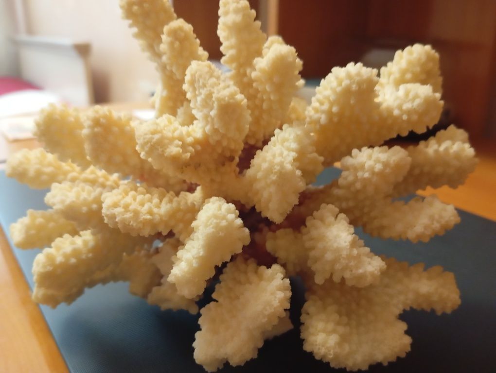 Натуральный морской коралл для аквариума