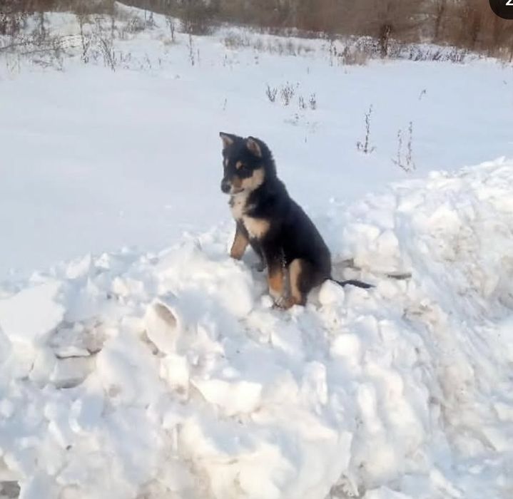 Щенку очень нужен дом!