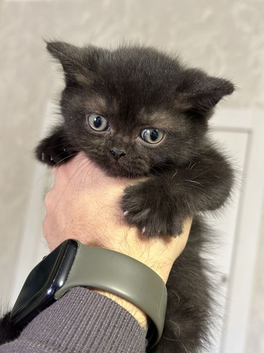 Продаются котята