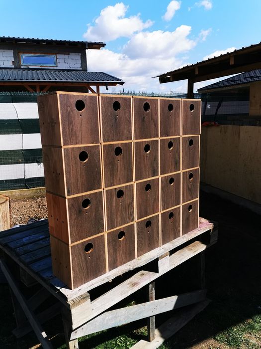 Cuiburi peruși kakariki cântărtori