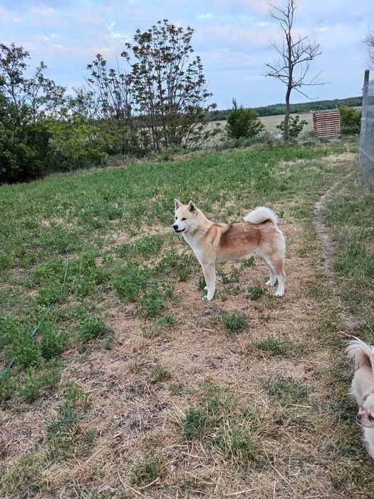 Donez câine Akita Inu