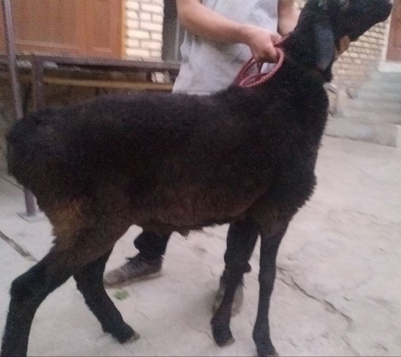 GIGANT Katta semiz Bõyi baland Qora Qochqor sotiladi