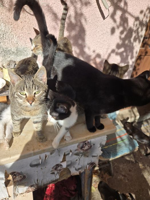 Ofer pisicuti spre adoptie