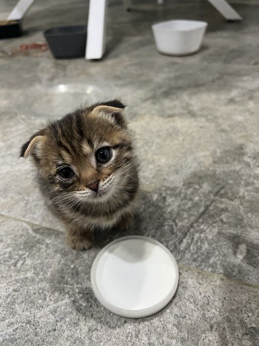 Отдам котят в добрые руки