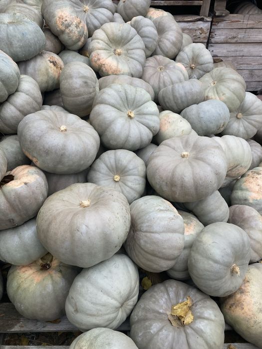 Продавам тикви ’Самсон’ на едро