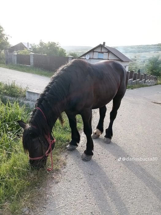 Vind armăsar de 5 ani garantat la lri ce lucru