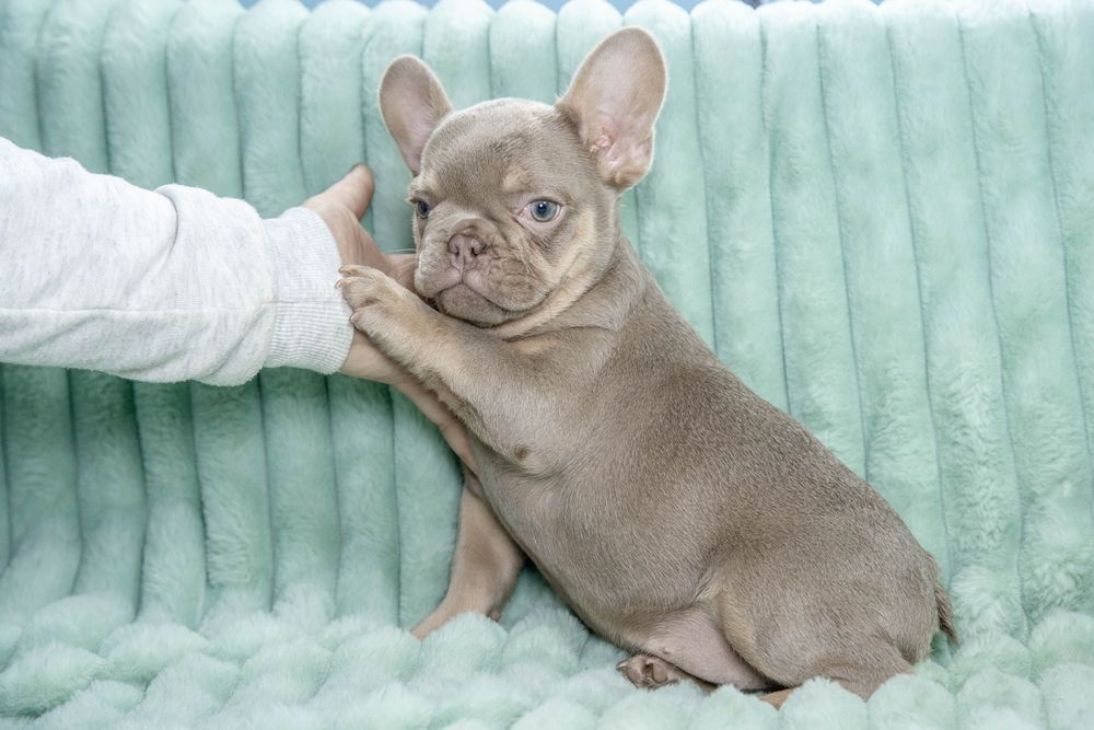 bulldog francez isabella tan