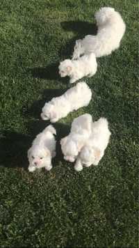 Bichon Maltese mini-toy