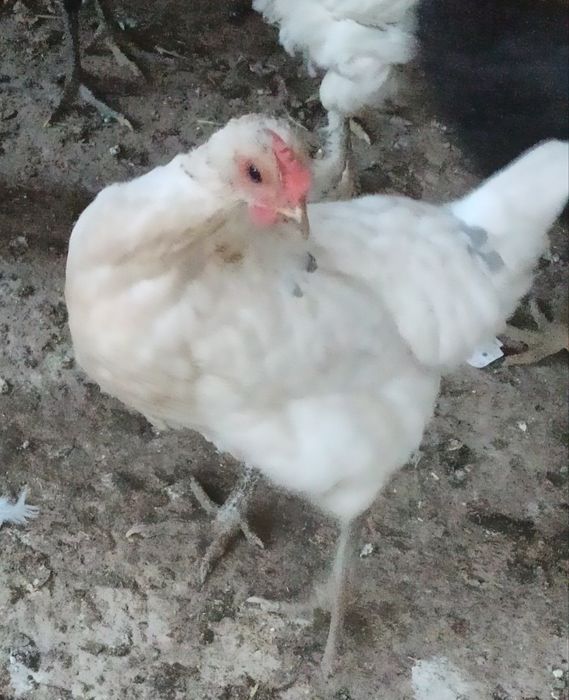 Tuxum qoʻyadigan tovuqlar sotiladi hammasi  yosh