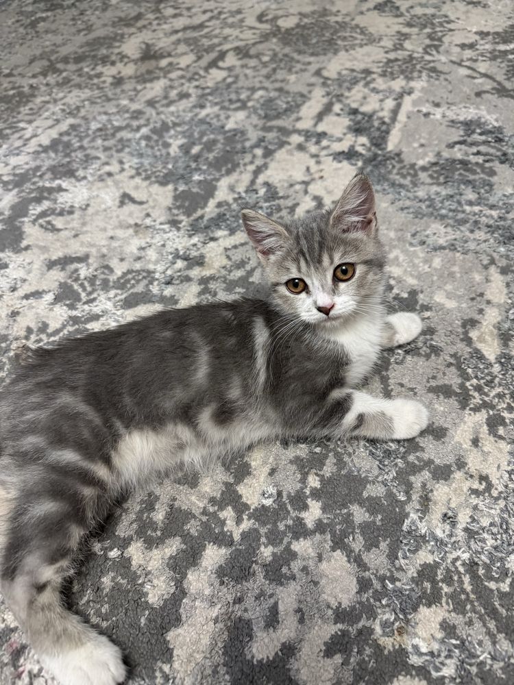 Котенок пародистая