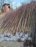 Copaci de Pădure Aclimatizați – Tei, Mesteacăn, Salcie și Platan