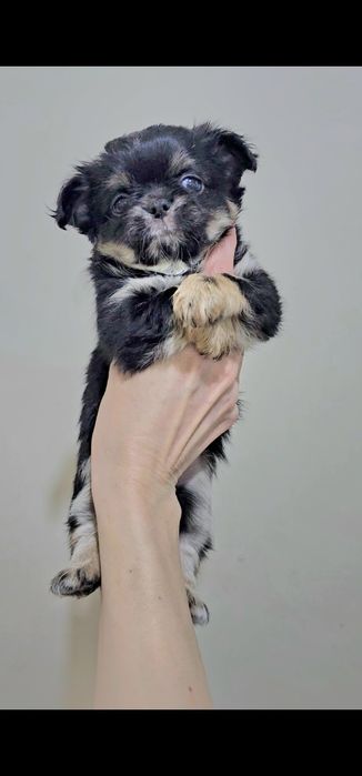 Мальчик чихуахуа