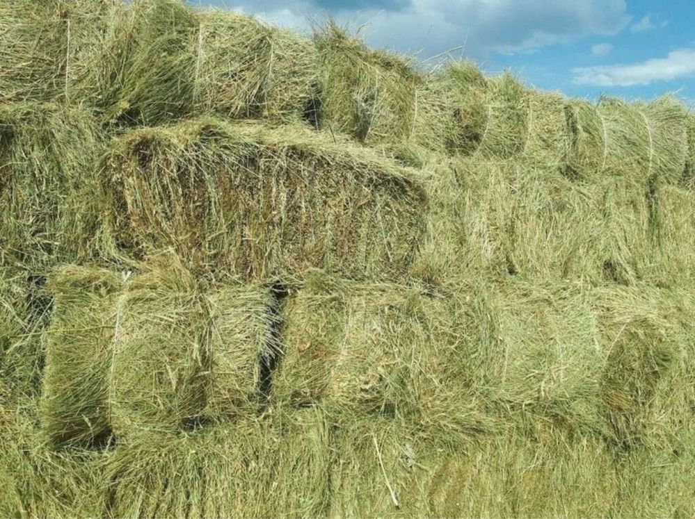 Продам сено  в тюках