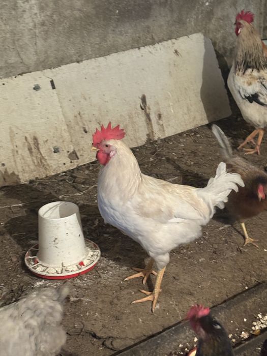 Продам петухов домашние